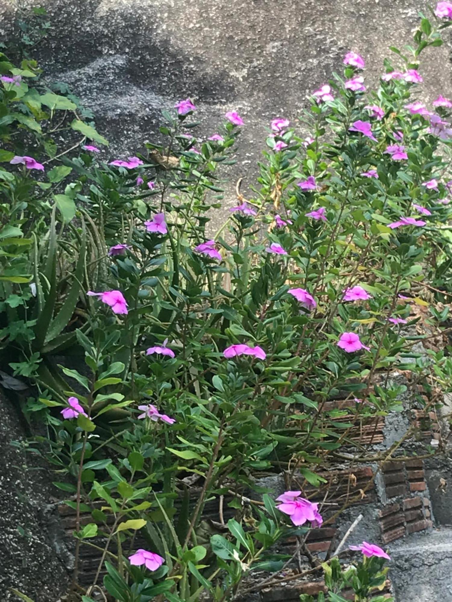 灯塔简易别墅 帕干岛 外观 照片